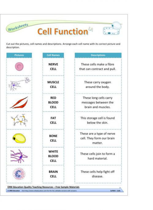 Cells (Yrs 7-8 Science Grab Bags) - Image 3