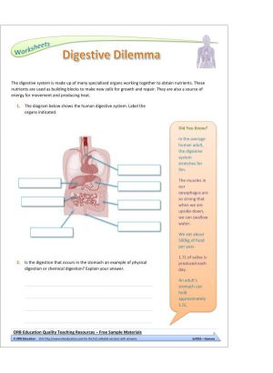 Humans (Yrs 7-8 Science Grab Bags)