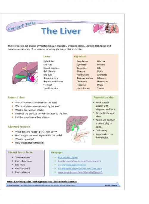 Humans (Yrs 7-8 Science Grab Bags) - Image 2