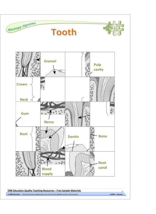 Humans (Yrs 7-8 Science Grab Bags) - Image 3