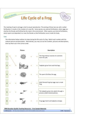 Reproduction (Yrs 7-8 Science Grab Bags)