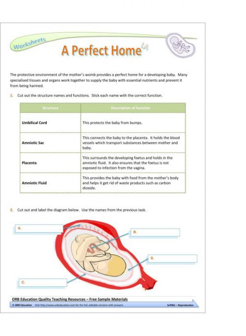 Reproduction (Yrs 7-8 Science Grab Bags) - Image 3