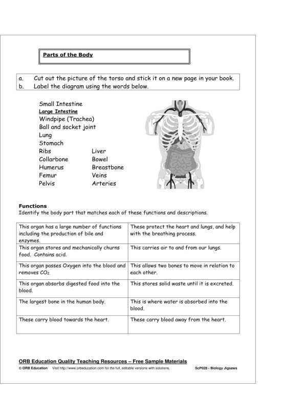 Basic Biology Activities & Jigsaws - Image 2