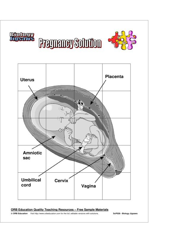 Basic Biology Activities & Jigsaws - Image 3