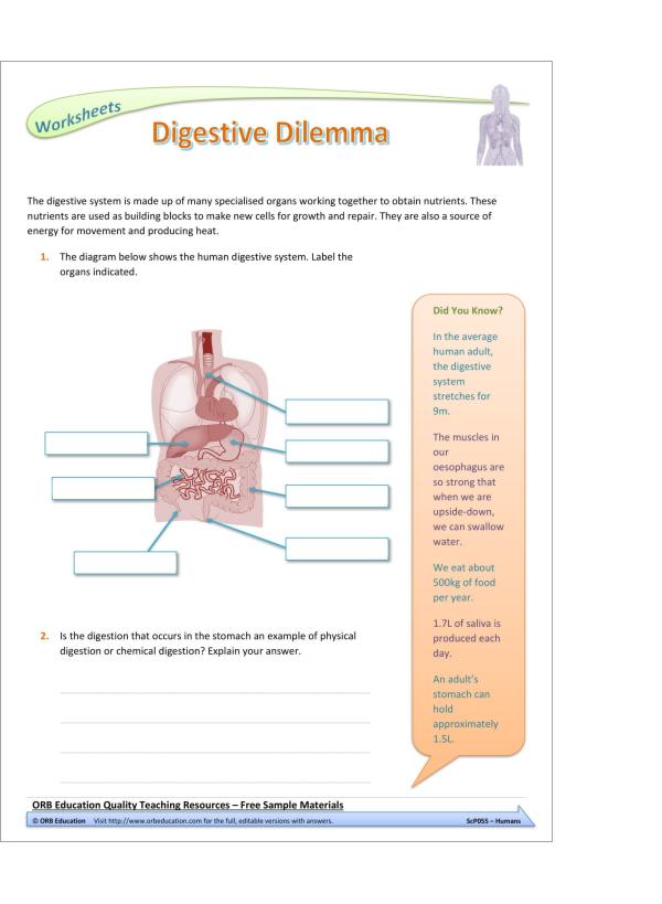 Humans (Yrs 7-8 Science Grab Bags)