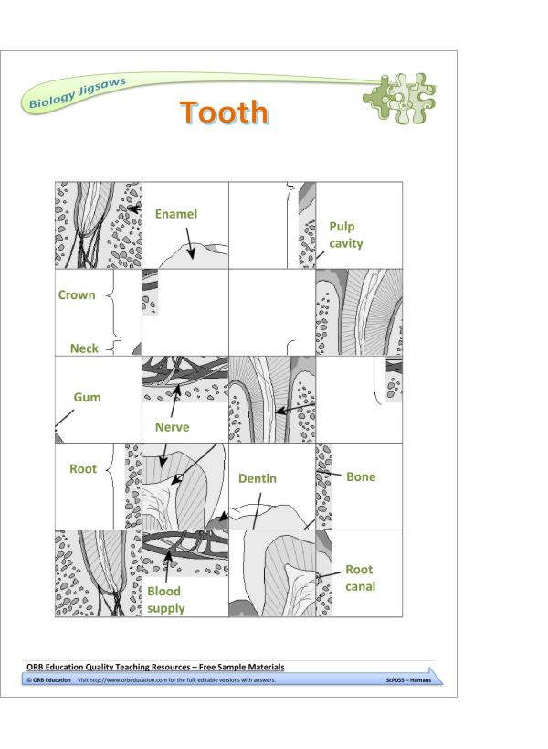 Humans (Yrs 7-8 Science Grab Bags) - Image 3