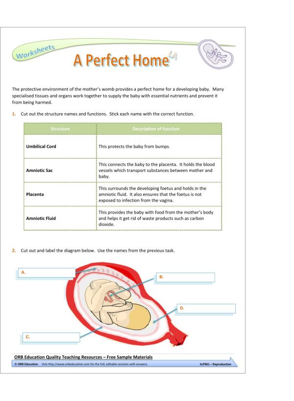 Reproduction (Yrs 7-8 Science Grab Bags) - Image 3